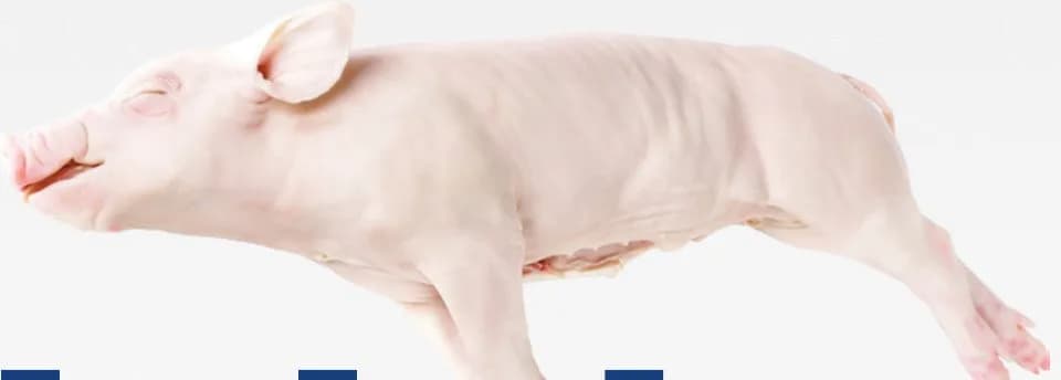 Whole suckling pig